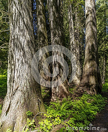 Grove of old growth cedar trees with ferns Stock Photo