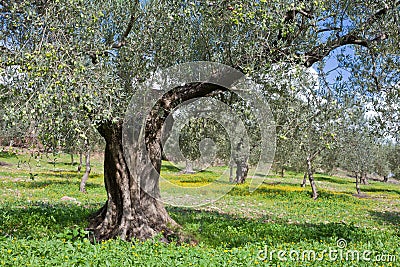 Grove of Olive Trees Stock Photo