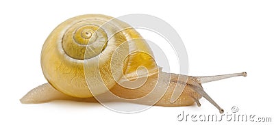 Grove snail or brown-lipped snail without dark bandings, Cepaea nemoralis Stock Photo