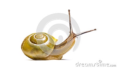 Grove snail or brown-lipped snail, Cepaea nemoralis Stock Photo