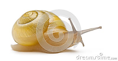 Grove snail or brown-lipped snail without dark Stock Photo