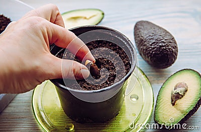 Grow avocado from seed in home from grocery store bought avocado vegetable. Stock Photo