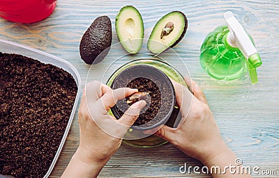 Grow avocado from seed in home from grocery store bought avocado vegetable. Stock Photo