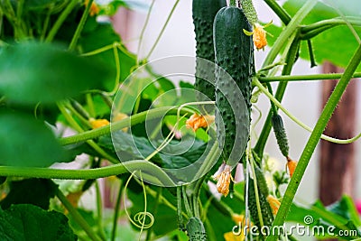 Grow cucumbers small even with flowers close-up Stock Photo
