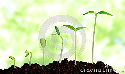Grow, growing, plant Stock Photo