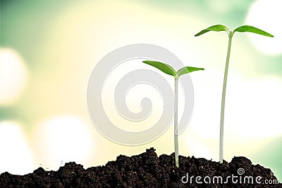 Grow, growing, plant Stock Photo