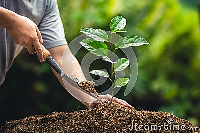 Grow passion fruit,Plant a tree in nature Stock Photo