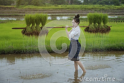 Grow rice Stock Photo