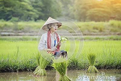 Grow rice Stock Photo