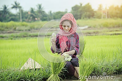 Grow rice Stock Photo