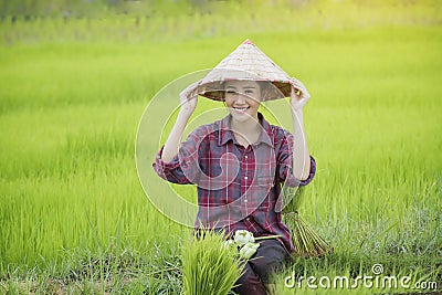 Grow rice Stock Photo