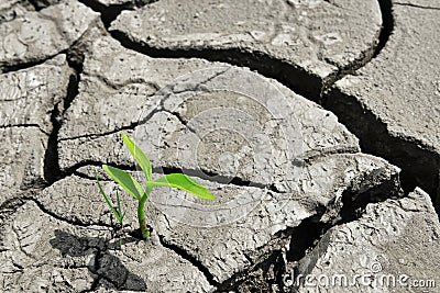 Dry cracked land green shoot,pollution land adversity heal the world new hope life protect environment Stock Photo