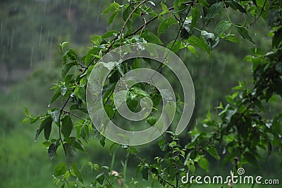 Grow young, bright green branches. Green leaves are wet from the rain. Drops of water on the leaves. Stock Photo