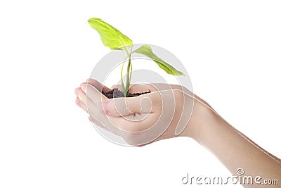 Growh green Stock Photo