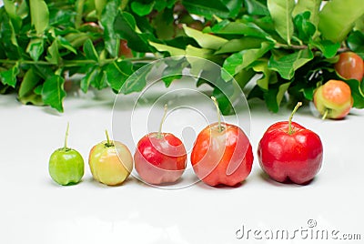 Growing acerola Stock Photo