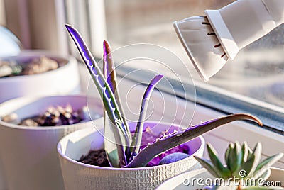 Growing aloe at home on a windowsill under an ultraviolet LED lamp in a white pebble pot Stock Photo