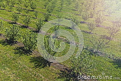 growing apples view from a quadcopter, orchard photo from height Stock Photo