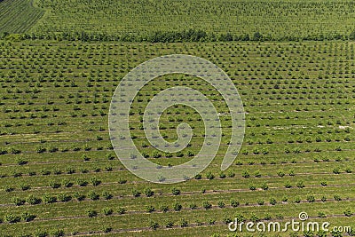 growing apples view from a quadcopter, orchard photo from height Stock Photo