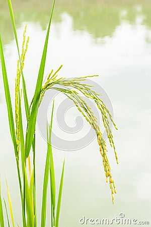 Growing asian rice, baby rice on filed Stock Photo