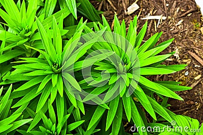 Growing Asiatic Lilies Stock Photo