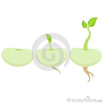 Bean sprouts. Vector illustration Vector Illustration