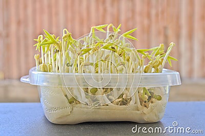 https://thumbs.dreamstime.com/x/growing-bean-sprouts-wet-tissue-paper-kitchen-storage-wooden-background-42630654.jpg