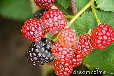 Growing blackberry on green Stock Photo