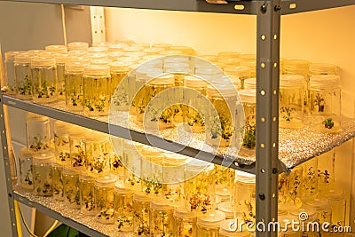 Growing blueberry plants in sterile conditions by in vitro technology. Micropropagation of flowers and trees in the laboratory Stock Photo