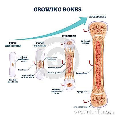 Growing bones vector illustration. Educational fetus and adolescence stages Vector Illustration