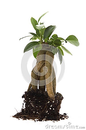 Growing bonsai tree in soil Stock Photo