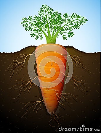 Growing of carrot tuber in ground Vector Illustration