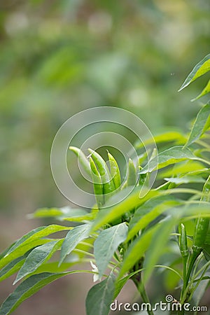 Growing Chaotian Pepper Crop close-up Stock Photo