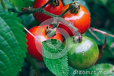 Growing cherry tomatoes, harvest at home Stock Photo