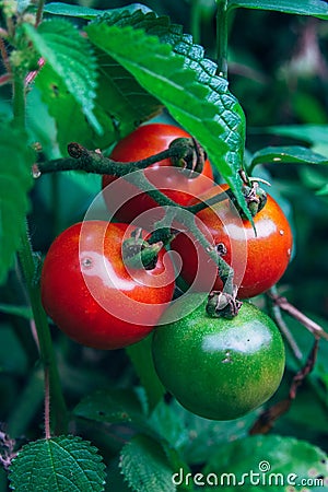 Growing cherry tomatoes, harvest at home Stock Photo
