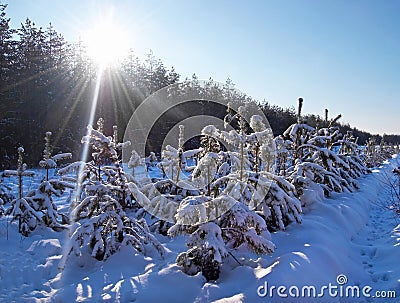 Growing christmas trees Stock Photo