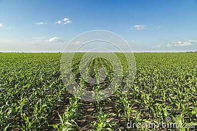 Growing corn field, green agricultural landscape. Stock Photo