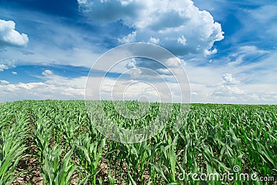 Growing corn field, green agricultural landscape Stock Photo