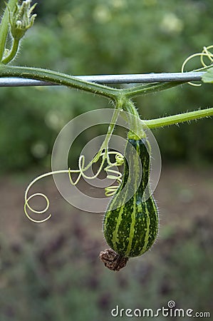 Growing courgette Stock Photo