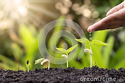 Growing crops on fertile soil and watering plants, including showing stages of plant growth. Stock Photo