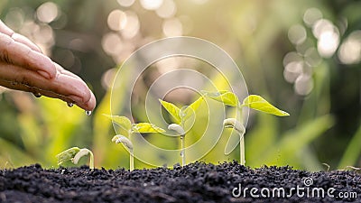 Growing crops on fertile soil and watering plants, including showing stages of plant growth. Stock Photo