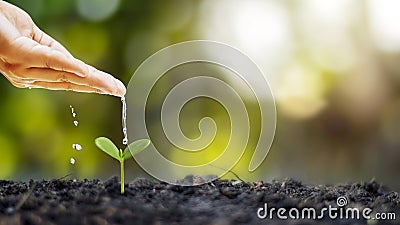 Growing crops on fertile soil and watering plants, including showing stages of plant growth. Stock Photo