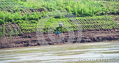 Growing crops on river banks. Mekong River Cruise Stock Photo