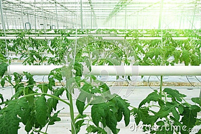 Growing cucumbers in a greenhouse. Stock Photo