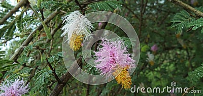 Growing Dichrostachys cinerea Flowers soaked in rain. White yellow pink colour flower Stock Photo