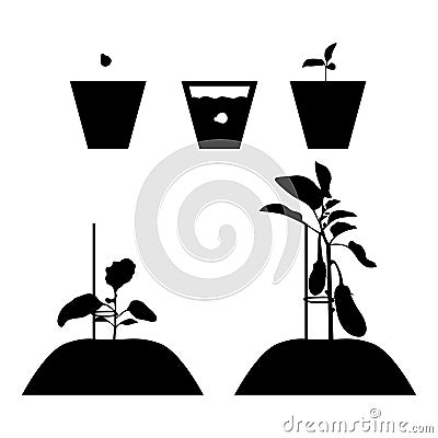 Growing a eggplant from seed to fruiting Vector Illustration