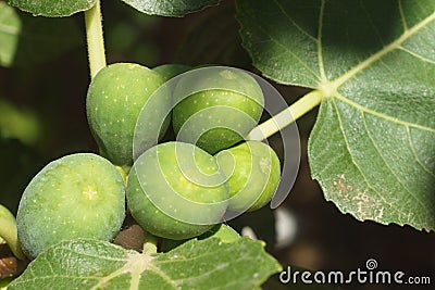 Growing figs on the branch Stock Photo