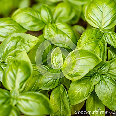 Growing fresh basil plants, top view. Concept of gardening. Stock Photo