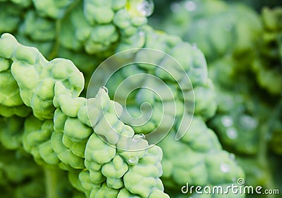 Growing fresh green cabbage head macro texture Stock Photo