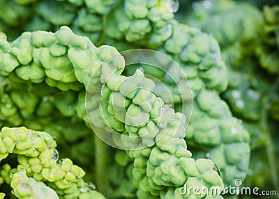 Growing fresh green cabbage head macro texture Stock Photo