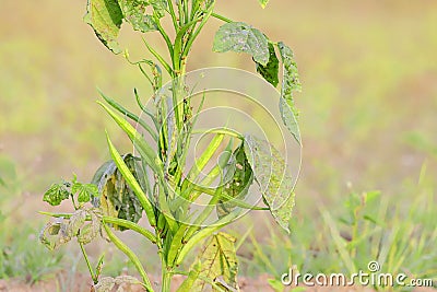 Growing fresh green cluster bean guar beans on guar crop Stock Photo